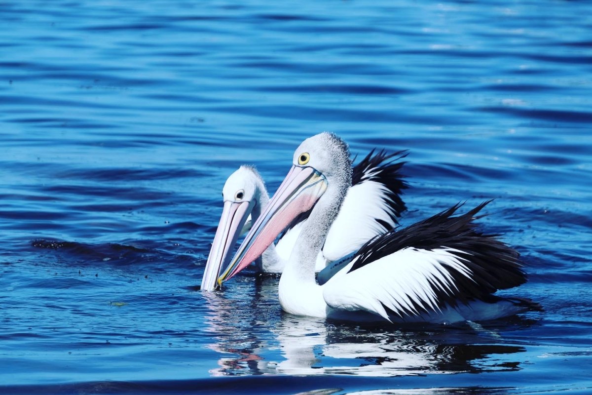 All in a day # 2  Myrtle Bank to Ansons Bay,&nbsp;Tasmania