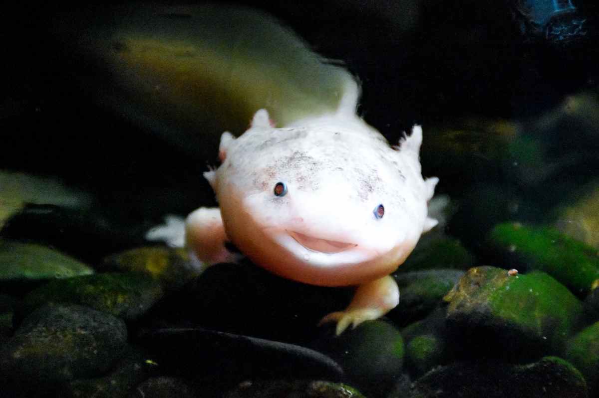 Vale Muesli Aristotle the&nbsp;axolotl