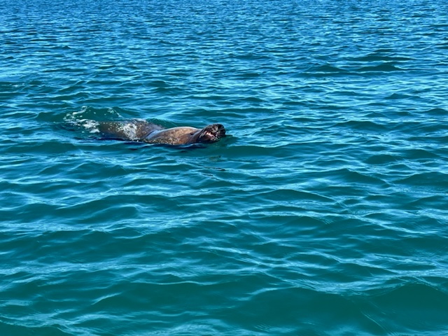 All In A Day #14  –  Sealion the&nbsp;deal