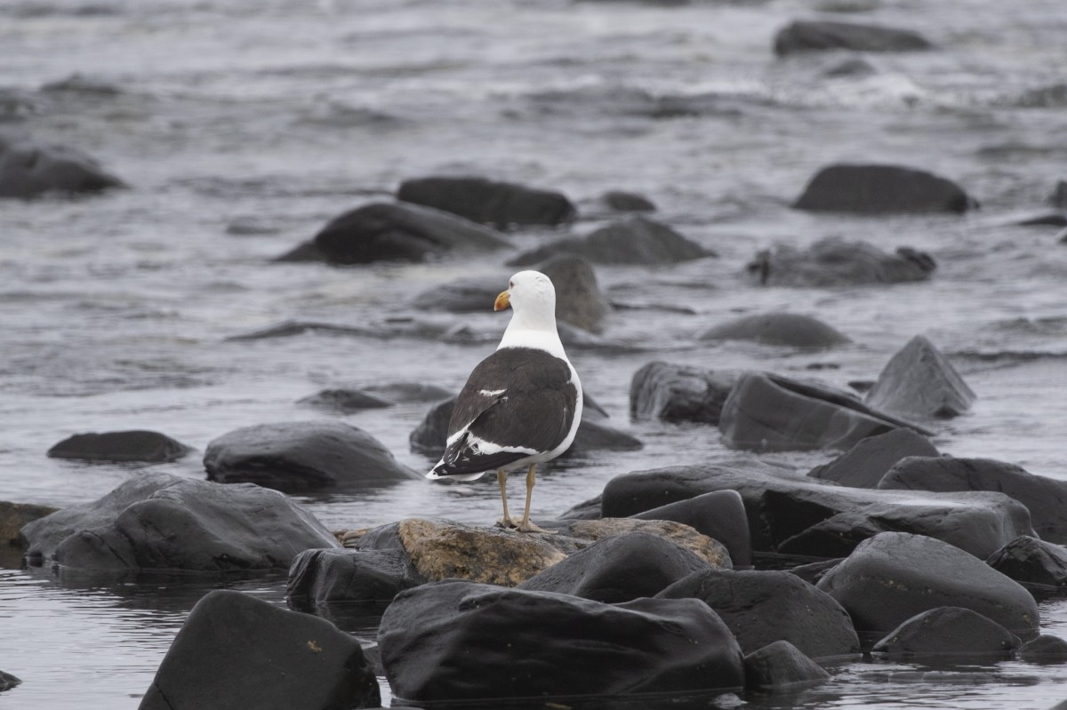 Lighthouse Kid – Lisa&nbsp;Ikin