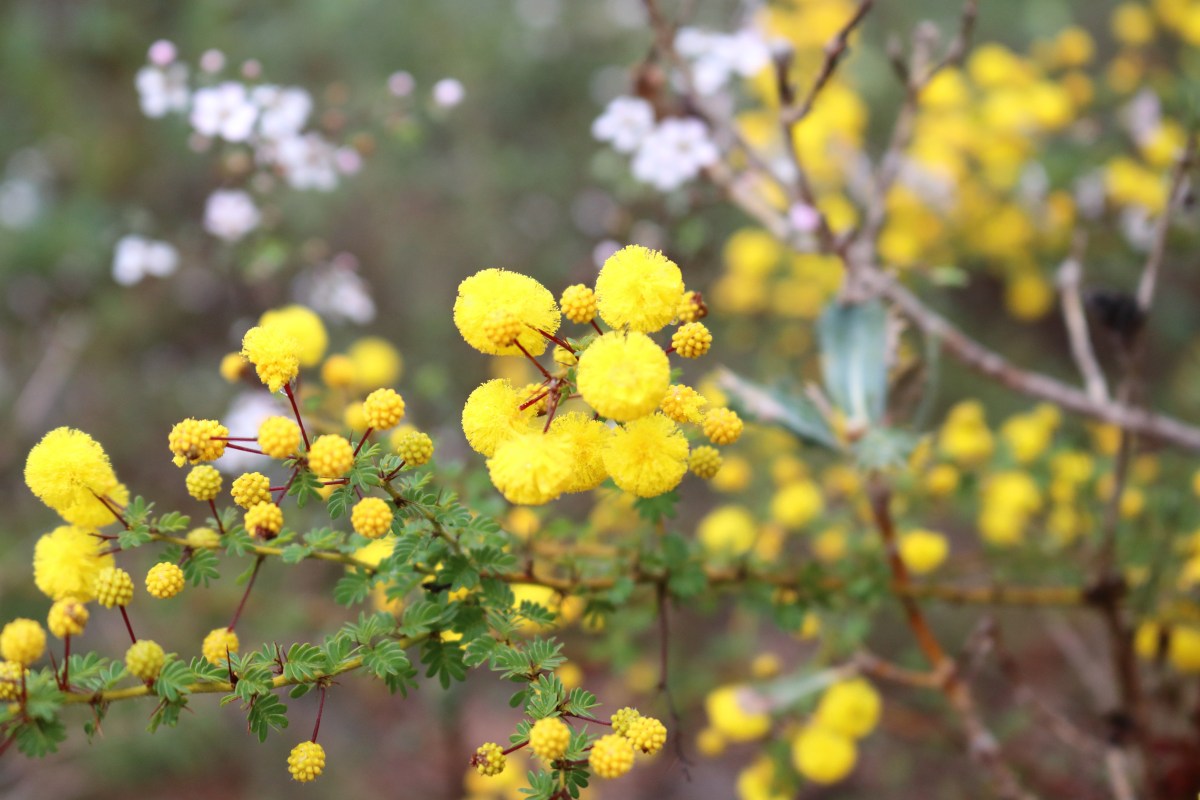 Avon Valley Hikes:  Paruna Wildlife Sanctuary and the Numbat&nbsp;Trail